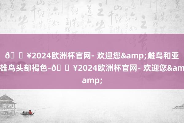 🔥2024欧洲杯官网- 欢迎您&雌鸟和亚成雄鸟头部褐色-🔥2024欧洲杯官网- 欢迎您&